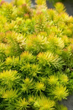 Angelina Sedum - 1 Gallon Pot