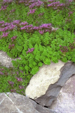 John Creech Sedum - 10 Count Flat Of 4" Pots -Wilson Bros Garden Sedum Spurium John Creech 1