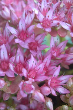 John Creech Sedum - 10 Count Flat Of 4" Pots -Wilson Bros Garden Sedum Spurium John Creech 4