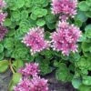 John Creech Sedum - 10 Count Flat Of 4" Pots -Wilson Bros Garden Sedum Spurium John Creech 5