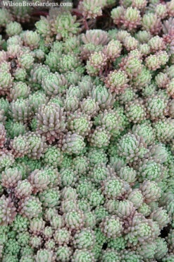 Tiny Buttons Sedum Hispanicum - 10 Pack Of Pint Pots -Wilson Bros Garden Sedum hispanicum minus tiny buttons 3
