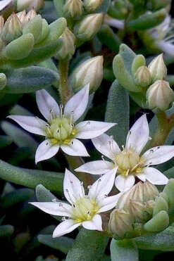 Tiny Buttons Sedum Hispanicum - 10 Pack Of Pint Pots -Wilson Bros Garden Sedum hispanicum minus tiny buttons 4