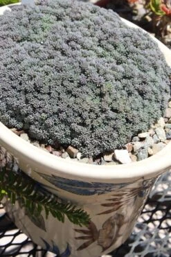 Tiny Buttons Sedum Hispanicum - 10 Pack Of Pint Pots -Wilson Bros Garden Sedum hispanicum minus tiny buttons 6