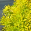 Lemon Ball Sedum - 12 Pack Of Quart Pots -Wilson Bros Garden Sedum mexicanum lemon ball 1