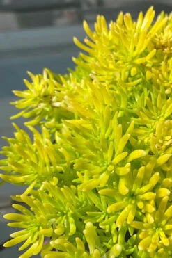 Lemon Ball Sedum - 12 Pack Of Quart Pots