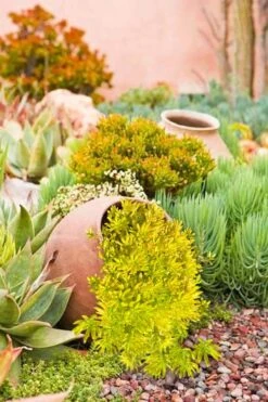 Lemon Ball Sedum - 3 Pack Of Quart Pots -Wilson Bros Garden Sedum mexicanum lemon ball 2 1