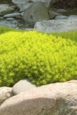 Lemon Ball Sedum - 12 Pack Of Quart Pots -Wilson Bros Garden Sedum mexicanum lemon ball 4