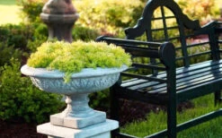 Lemon Ball Sedum - 12 Pack Of Quart Pots -Wilson Bros Garden Sedum mexicanum lemon ball 6