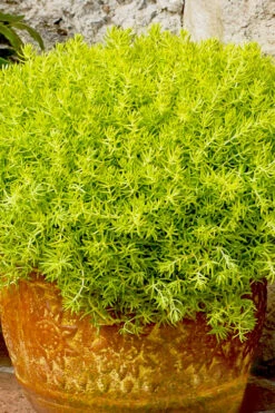 Lemon Ball Sedum - 12 Pack Of Quart Pots -Wilson Bros Garden Sedum mexicanum lemon ball 7