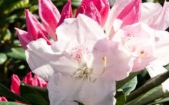 Southgate 'Grace' Rhododendron - 2 Gallon Pot 9 Southgate 'Grace' Rhododendron - 2 Gallon Pot -Wilson Bros Garden Southgate Rhododendron Grace