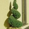 Spiral Dwarf Alberta Spruce Topiary - 3 Gallon Pot 2 Spiral Dwarf Alberta Spruce Topiary - 3 Gallon Pot -Wilson Bros Garden Spruce Dwarf Alberta Spiral Topiary 500x750 2