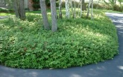 Creeping St Johns Wort (Hypericum Calycinum) - 5 Pack Of Quart Pots -Wilson Bros Garden St Johns Wort 1 1