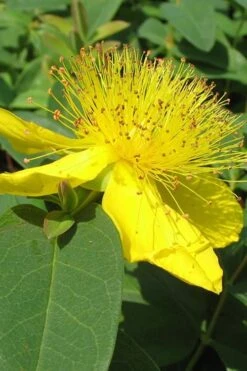 Creeping St Johns Wort - Hypericum Calycinum - 18 Pack Of Pint Pots