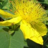 Creeping St Johns Wort - Hypericum Calycinum - 18 Pack Of Pint Pots -Wilson Bros Garden St Johns Wort Creeping 3