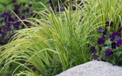 Golden Variegated Sweet Flag - Acorus Gramineus 'Oborozuki' - 18 Count Flats Of Pint Pots 9 Golden Variegated Sweet Flag - Acorus Gramineus 'Oborozuki' - 18 Count Flats Of Pint Pots -Wilson Bros Garden Sweet Flag Variegated 2