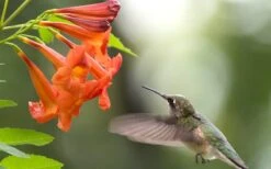Bells Of Fire Tecoma - Esperanza - 1 Gallon Pot -Wilson Bros Garden Tecoma Bells Of Fire 50