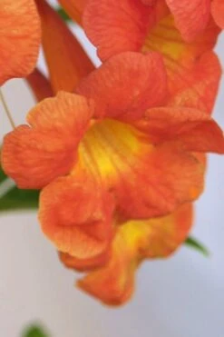 Bells Of Fire Tecoma - Esperanza - 1 Gallon Pot -Wilson Bros Garden Tecoma Bells of Fire Flowers 5