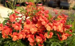 Bells Of Fire Tecoma - Esperanza - 1 Gallon Pot -Wilson Bros Garden Tecoma Bells of Fire Flowers 6