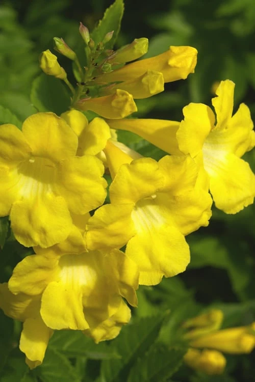 Lydia Tecoma - Esperanza - 1 Gallon Pot 3 Lydia Tecoma - Esperanza - 1 Gallon Pot