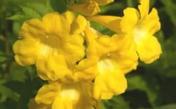 Lydia Tecoma - Esperanza - 1 Gallon Pot 10 Lydia Tecoma - Esperanza - 1 Gallon Pot -Wilson Bros Garden Tecoma Lydia Flower Closeup