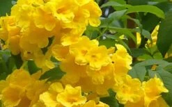 Lydia Tecoma - Esperanza - 1 Gallon Pot 11 Lydia Tecoma - Esperanza - 1 Gallon Pot -Wilson Bros Garden Tecoma Lydia Flowers 1