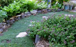 Elfin Creeping Thyme - Thymus Serpyllum Elfin - 3 Pack Of Pint Pots -Wilson Bros Garden Thyme Elfin 10