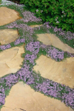 Elfin Creeping Thyme - Thymus Serpyllum Elfin - 18 Pack Of 4" Pint Pots