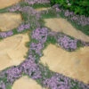 Elfin Creeping Thyme - Thymus Serphyllum - 10 Pack Of 4" Pint Pots -Wilson Bros Garden Thyme Elfin 15 4