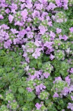 Elfin Creeping Thyme - Thymus Serpyllum Elfin - 6 Pack Of 3.5" Pint Pots -Wilson Bros Garden Thyme Elfin BS 1