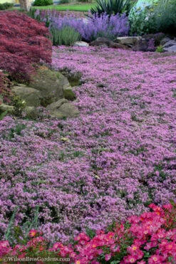 Pink Chintz Thyme (Thymus Serpyllum) - 32 Pack Of 2.5" Pots 12 Pink Chintz Thyme (Thymus Serpyllum) - 32 Pack Of 2.5" Pots -Wilson Bros Garden Thyme Pink Chintz 10 1