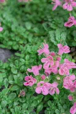 Pink Chintz Thyme (Thymus Serpyllum) - 32 Pack Of 2.5" Pots 14 Pink Chintz Thyme (Thymus Serpyllum) - 32 Pack Of 2.5" Pots -Wilson Bros Garden Thyme Pink Chintz 5 1