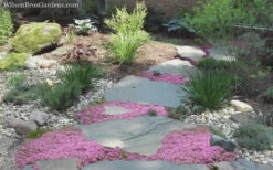 Creeping Mother Of Thyme (Thymus Serpyllum) - 18 Pack Of Pint Pots -Wilson Bros Garden Thyme Pink Chintz 8