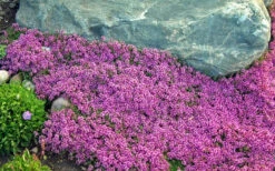 Red Creeping Thyme - Thymus Praecox 'Coccineus' - 10 Pack Of Pint Pots -Wilson Bros Garden Thyme Red Creeping 10 4