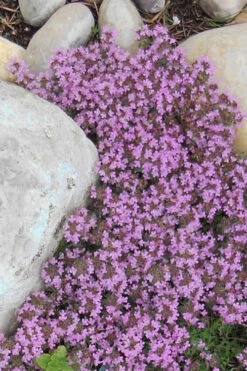 Creeping Mother Of Thyme (Thymus Serpyllum) - 18 Pack Of Pint Pots -Wilson Bros Garden Thyme Red Creeping 12