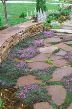 Splendens Purple Creeping Thyme - (Thymus Praecox) - 5 Pack Of Quart Pots -Wilson Bros Garden Thymus Praecox Splendens 3