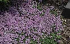 Splendens Purple Creeping Thyme - (Thymus Praecox) - 5 Pack Of Quart Pots -Wilson Bros Garden Thymus Praecox Splendens 4