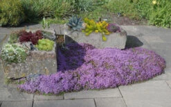 Splendens Purple Creeping Thyme - (Thymus Praecox) - 5 Pack Of Quart Pots -Wilson Bros Garden Thymus Praecox Splendens 5