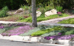 Woolly Creeping Thyme (Thymus Lanuginosis) - 18 Pack Of Pint Pots -Wilson Bros Garden Thymus mixture 1