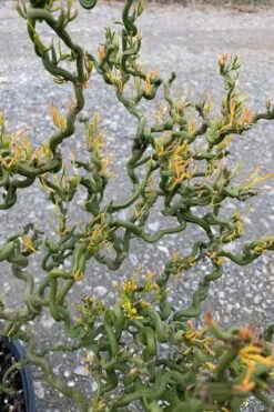 Tiny Dragon Hardy Orange (Poncirus Trifoliata) - 5 Gallon Pot - SALE! -Wilson Bros Garden Trifoliate Orange Tiny Dragon 1