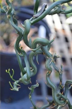 Tiny Dragon Hardy Orange (Poncirus Trifoliata) - 5 Gallon Pot - SALE! -Wilson Bros Garden Trifoliate Orange Tiny Dragon 2