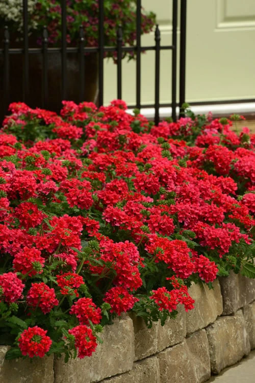 EnduraScape Red Verbena - 5 Pack Of Quart Pots 3 EnduraScape Red Verbena - 5 Pack Of Quart Pots