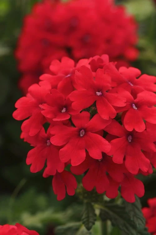 EnduraScape Red Verbena - 5 Pack Of Quart Pots 6 EnduraScape Red Verbena - 5 Pack Of Quart Pots - Image 4