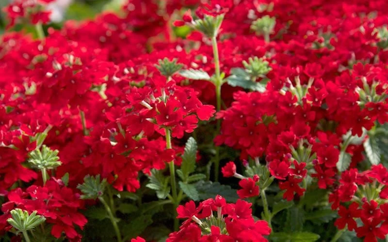 EnduraScape Red Verbena - 5 Pack Of Quart Pots 7 EnduraScape Red Verbena - 5 Pack Of Quart Pots - Image 5