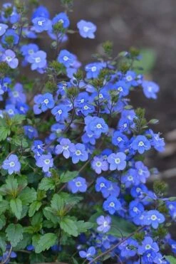 Georgia Blue Veronica Umbrosa - 6 Pack Of 1 Gallon Pots -Wilson Bros Garden Veronica Georgia Blue 500x750 1