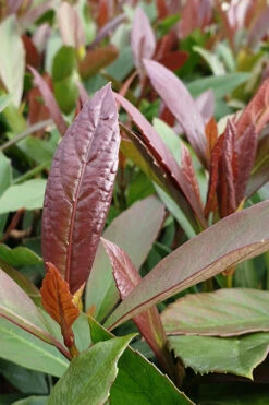 Coppertop Sweet Viburnum - 3 Gallon Pot 9 Coppertop Sweet Viburnum - 3 Gallon Pot -Wilson Bros Garden Viburnum Coppertop 3 2