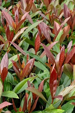 Coppertop Sweet Viburnum (Single Trunk Topiary Tree) - 5 Gallon Pot -Wilson Bros Garden Viburnum Coppertop 4