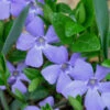 Evergreen Periwinkle - Vinca Minor - 6 Pack Of Pint Pots -Wilson Bros Garden Vinca Minor 10