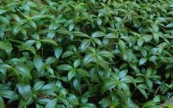 White Evergreen Periwinkle (Vinca Minor 'Alba') - 5 Pack Of Pint Pots -Wilson Bros Garden Vinca Minor 11