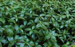 Evergreen Periwinkle - Vinca Minor - 6 Pack Of Pint Pots -Wilson Bros Garden Vinca Minor 11 3
