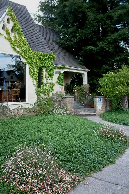 White Evergreen Periwinkle (Vinca Minor 'Alba') - 18 Pack Of Pint Pots 6 White Evergreen Periwinkle (Vinca Minor 'Alba') - 18 Pack Of Pint Pots - Image 4